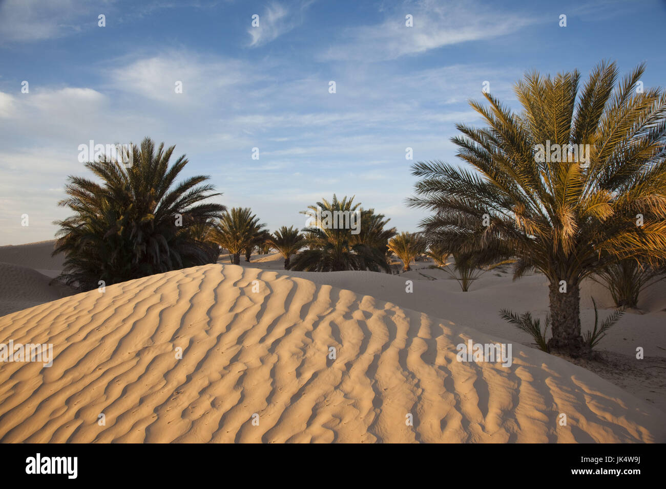 Tunisia, Sahara Desert, Douz, Great Dune, palm trees, dawn Stock Photo