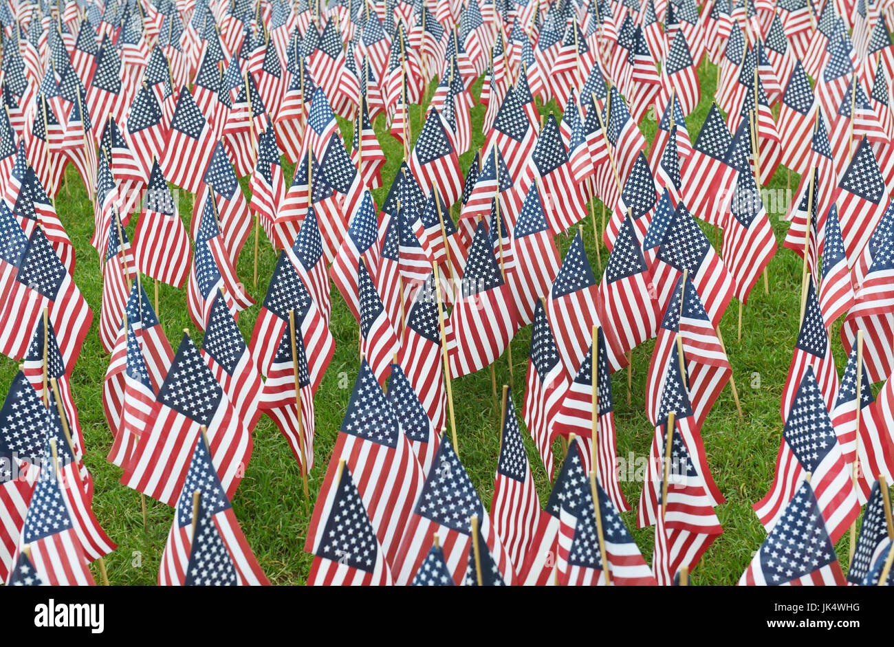 American flags planted on a park lawn Stock Photo