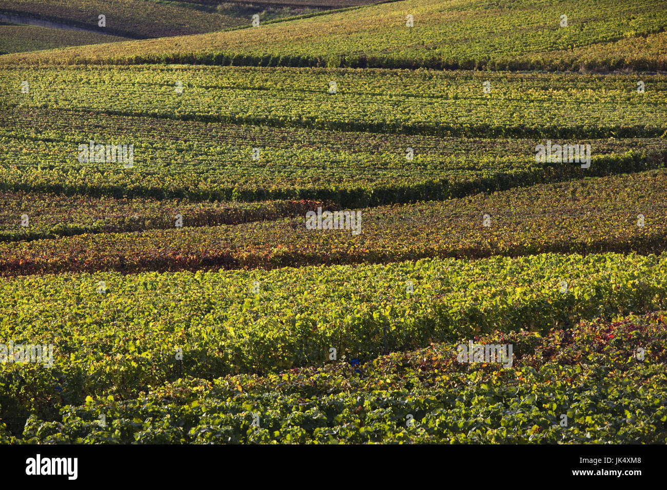 Les Roses High Resolution Stock Photography and Images - Alamy