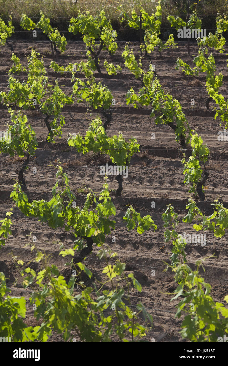 Italy, Sardinia, Northern Sardinia, Badesi, Vineyard Stock Photo