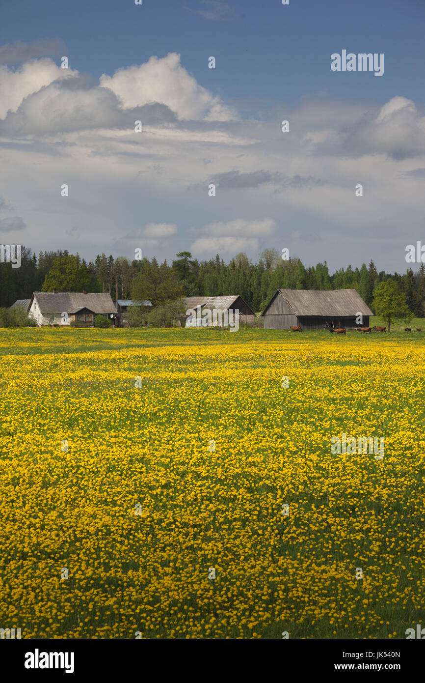 Latvia, Northeastern Latvia, Vidzeme Region, Smiltene, field of yellow  mustard flowers Stock Photo - Alamy