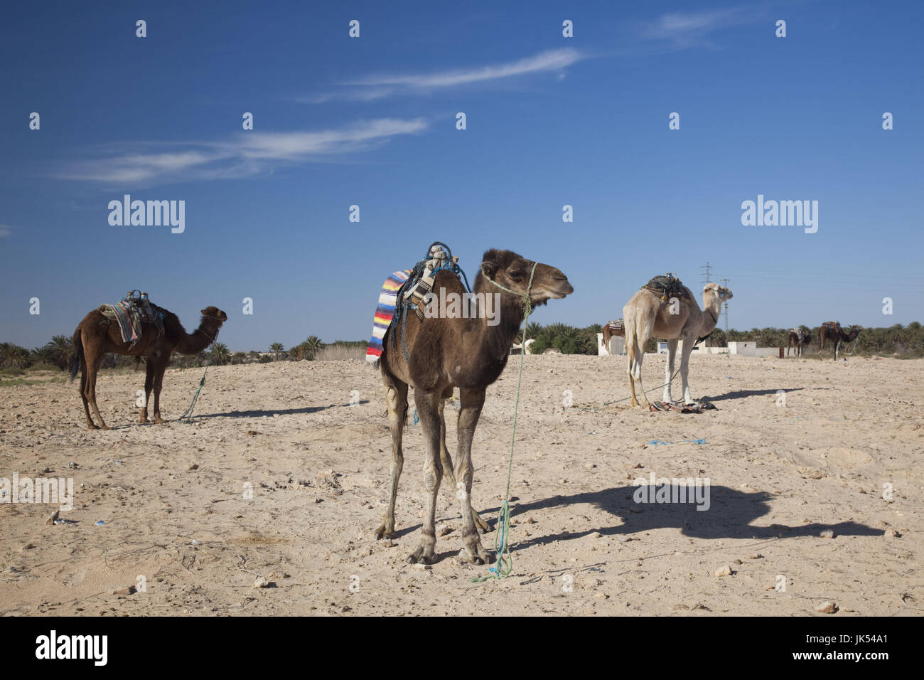 Tunisia, Sahara Desert, Douz, Zone Touristique, Great Dune, camels Stock Photo