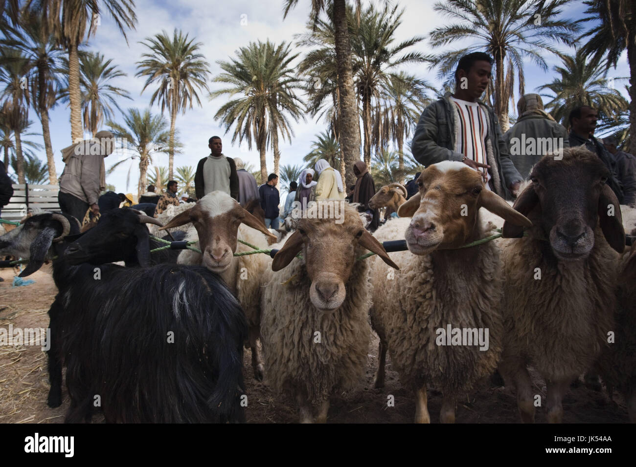 Tunisia, Sahara Desert, Douz, livestock market, NR Stock Photo