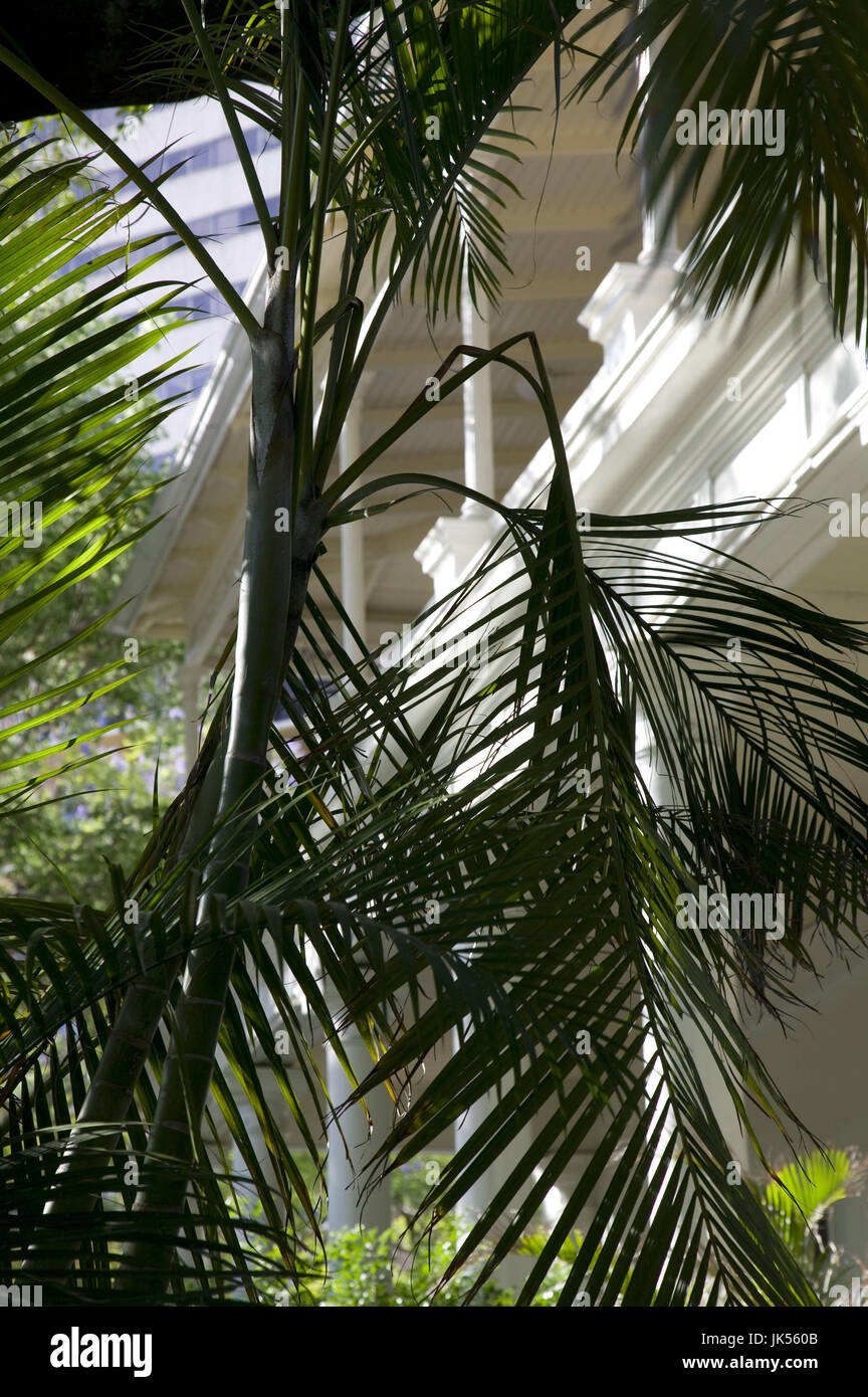 Australia, Queensland, Brisbane, Palms on the gorunds of the Queensland Club by the City Botanic Gardens, Stock Photo