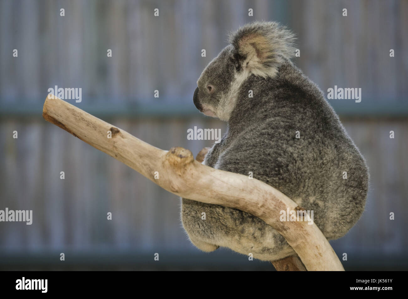 Australia, Queensland, Brisbane Area, Fig Tree Pocket, Lone Pine Koala Sanctuary, Koala, phascolarctos cinereus, Stock Photo