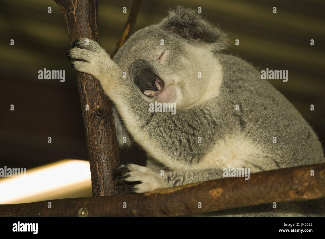 Australia, Queensland, Brisbane Area, Fig Tree Pocket, Lone Pine Koala Sanctuary, Koala, phascolarctos cinereus, Stock Photo