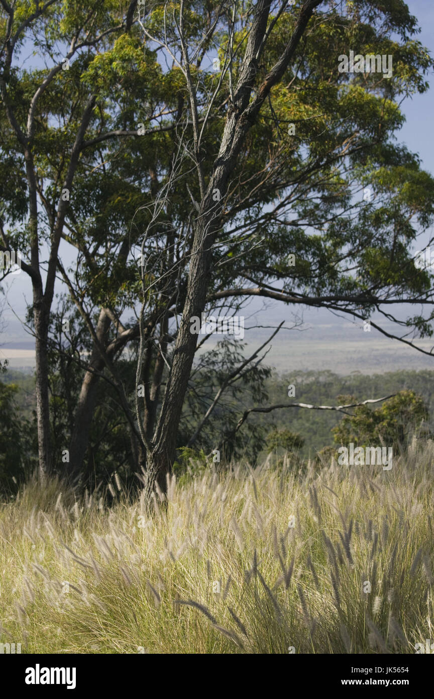 Australia, Queensland, Capricorn Coast, Rockhampton, Trees, Mt. Archer, Stock Photo