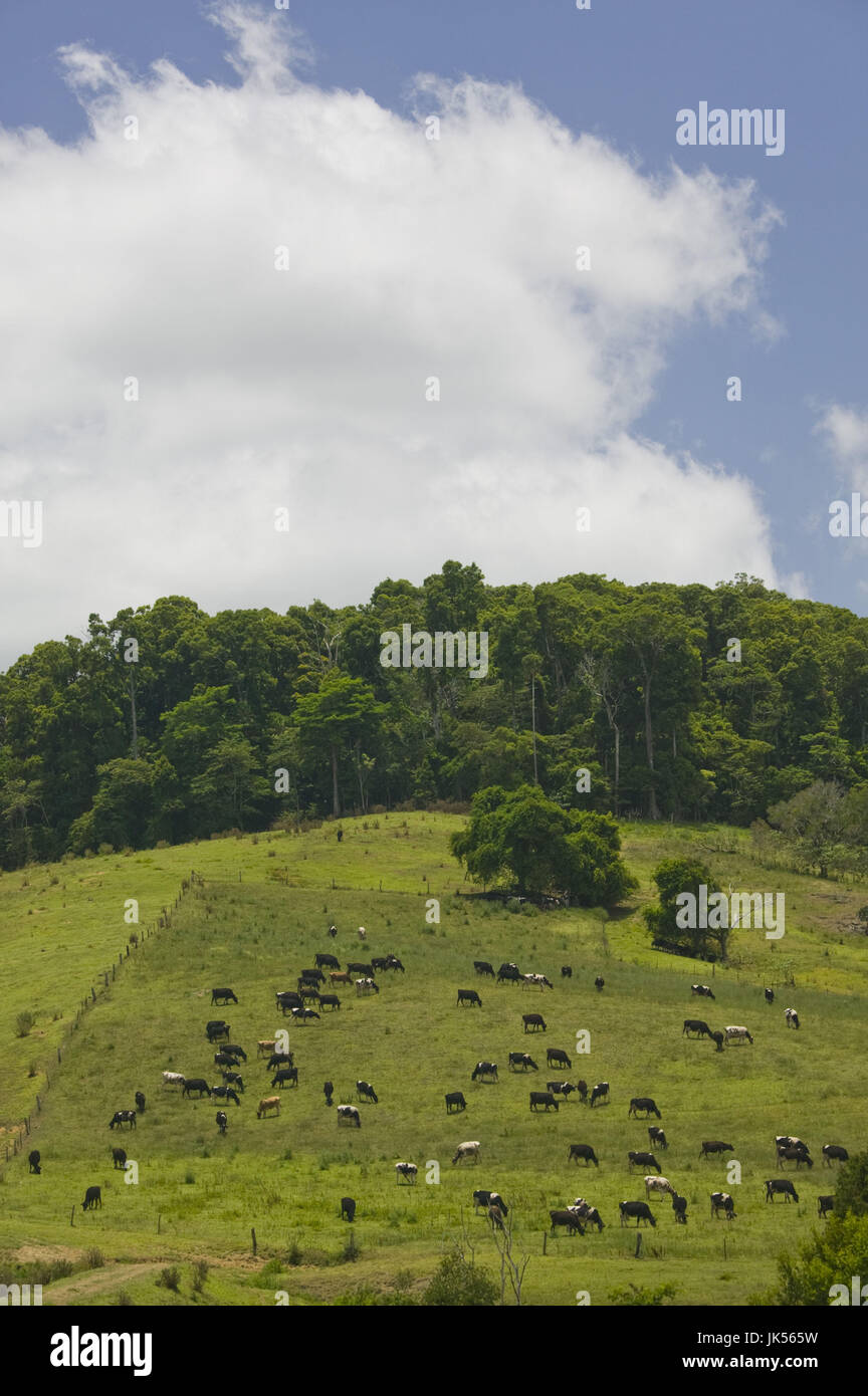 Australia, Queensland, Whitsunday Coast, Pioneer Valley-Eungella, View of Cattle Ranch, Stock Photo