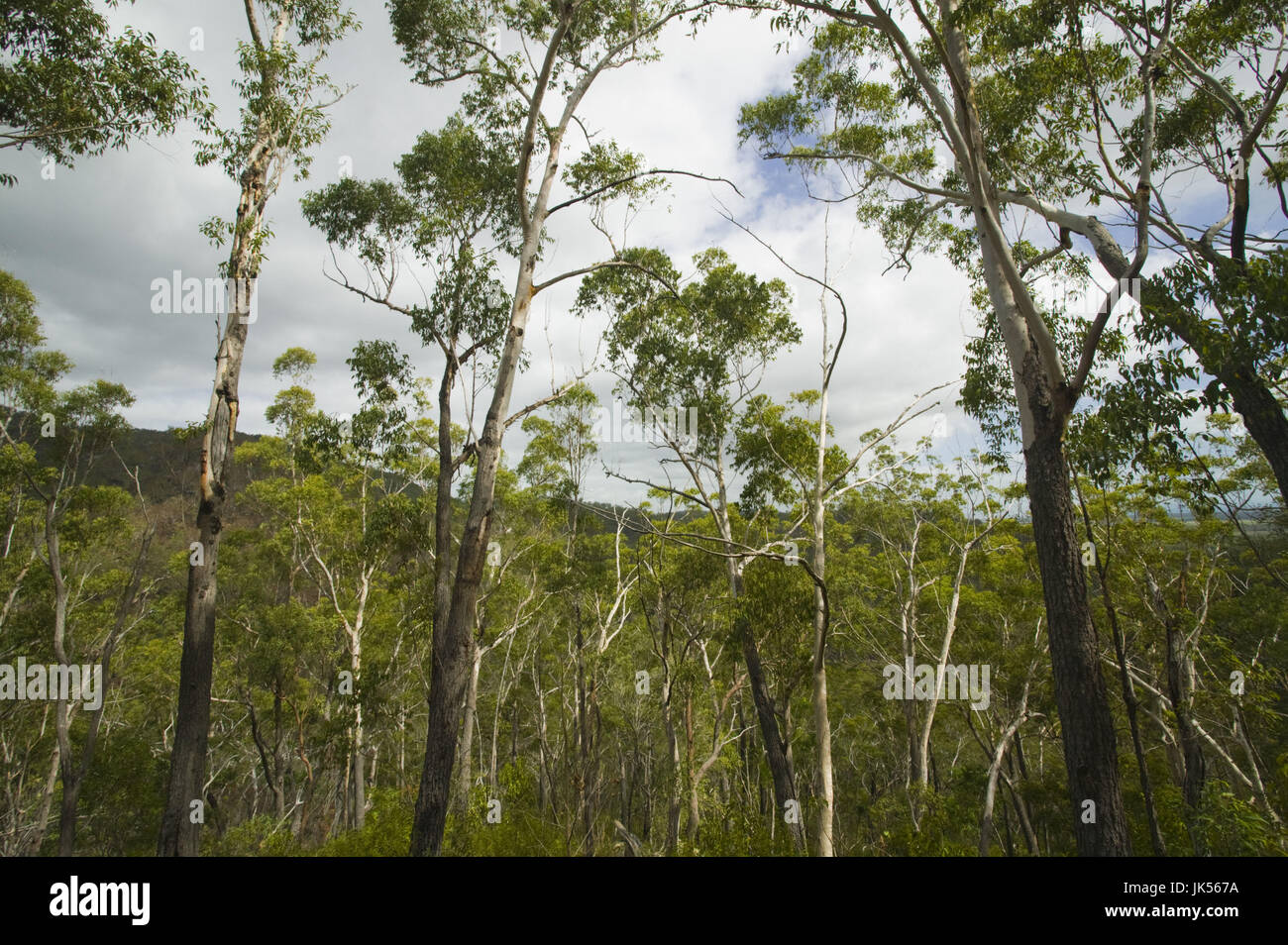 Australia, Queensland, North Coast, Paluma, Paluma Range National Park, View of the Rainforest, Stock Photo