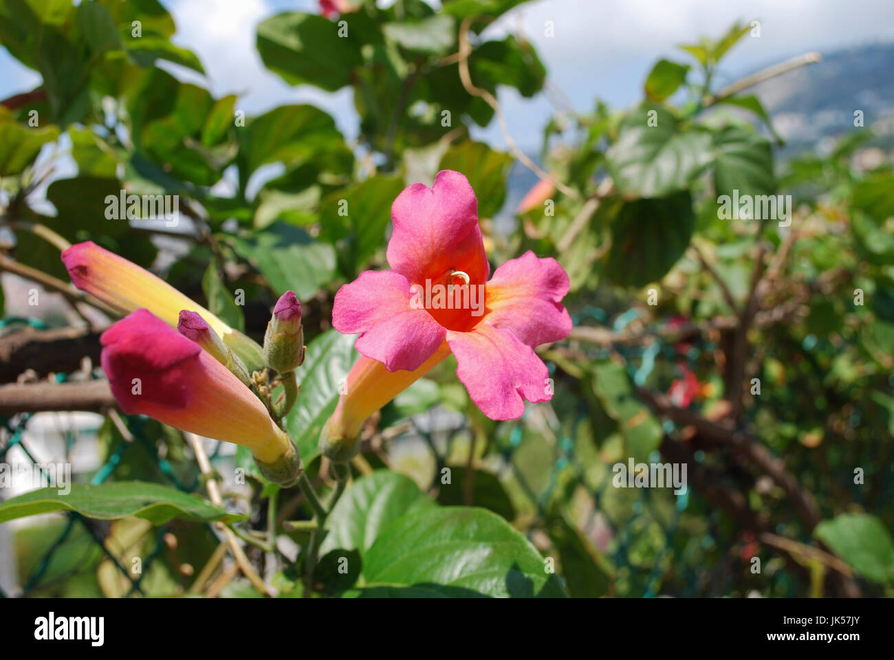 Bignonia capreolata (Bignoniaceae family) pink flowers blossom on the blue sky background. Stock Photo