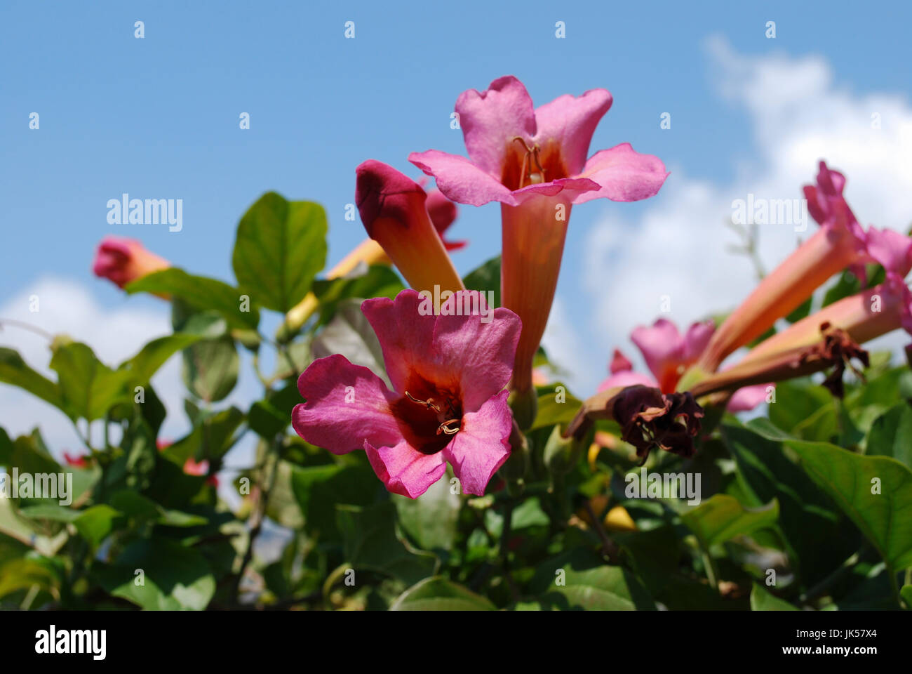 Bignonia capreolata (Bignoniaceae family) pink flowers blossom on the blue sky background. Stock Photo