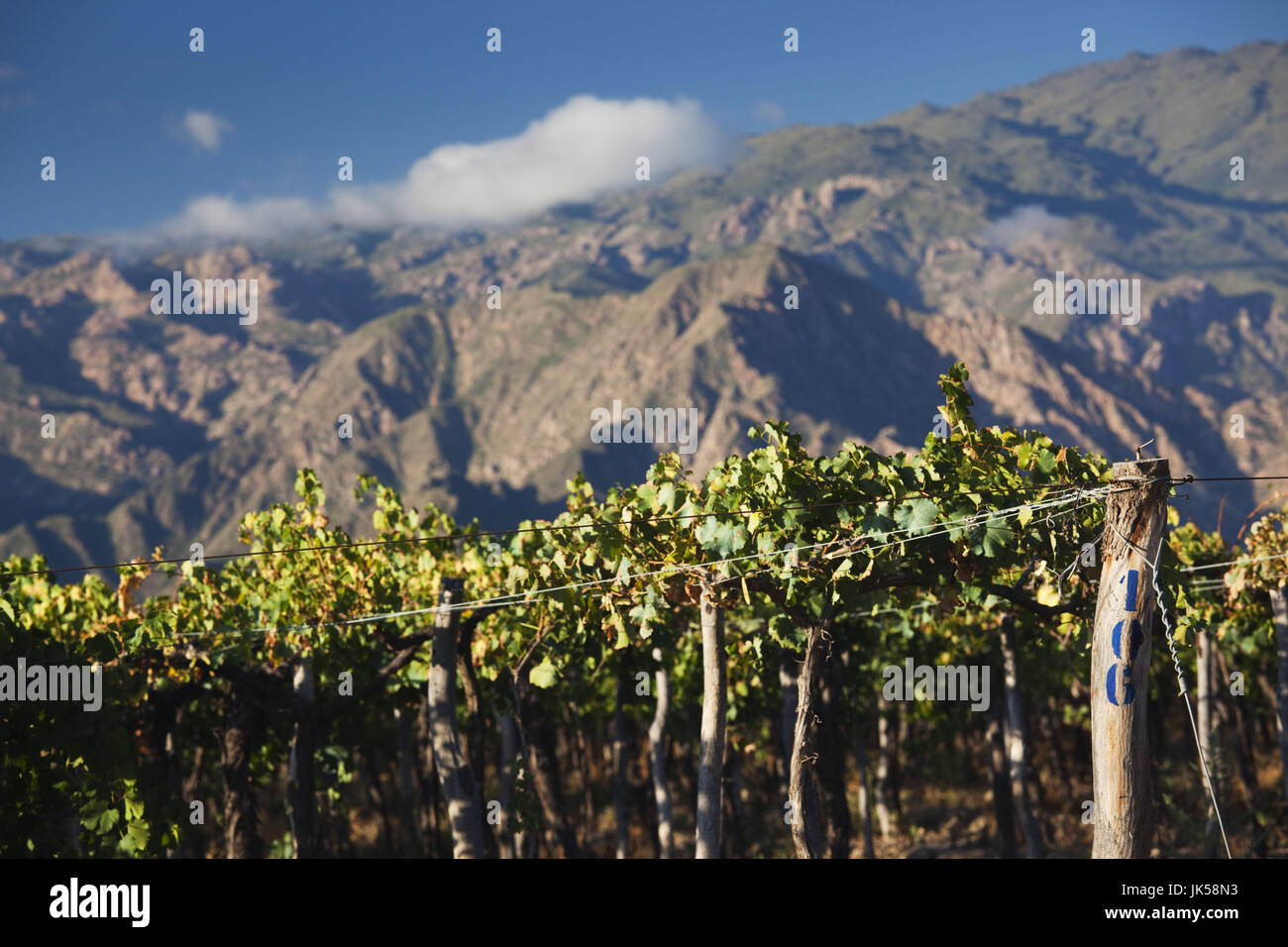 Argentina, Salta Province, Valles Calchaquies, Cafayate, vineyard view, morning Stock Photo