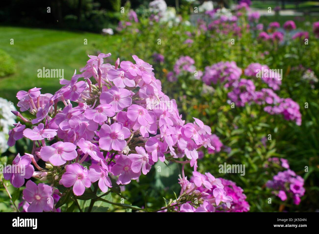 Purple summer flower hi-res stock photography and images - Alamy