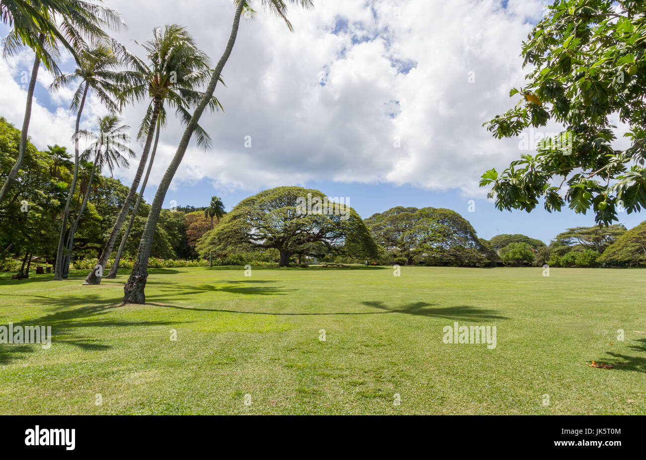 Oahu Hawaii, March 2017, Monkey pod trees at Moanalua Gardens spring time Stock Photo