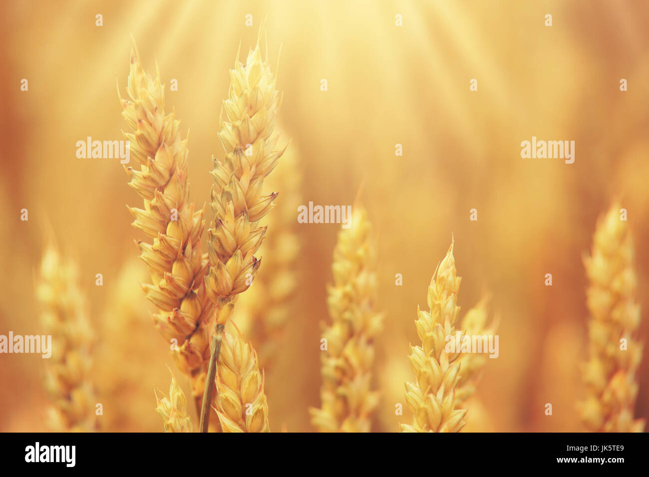 Ripe wheat close-up. Spikelets of golden wheat on sunny bokeh. Sunny autumn background. Stock Photo