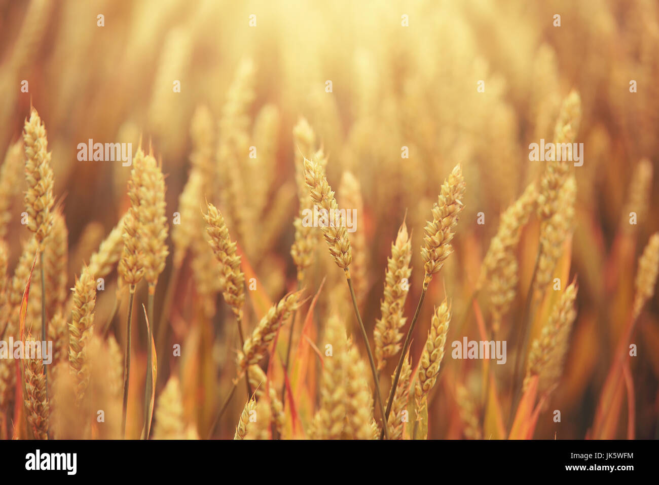 Golden wheat spikelets on sunny background. Field of ripe wheat in he evening sunlight. Stock Photo