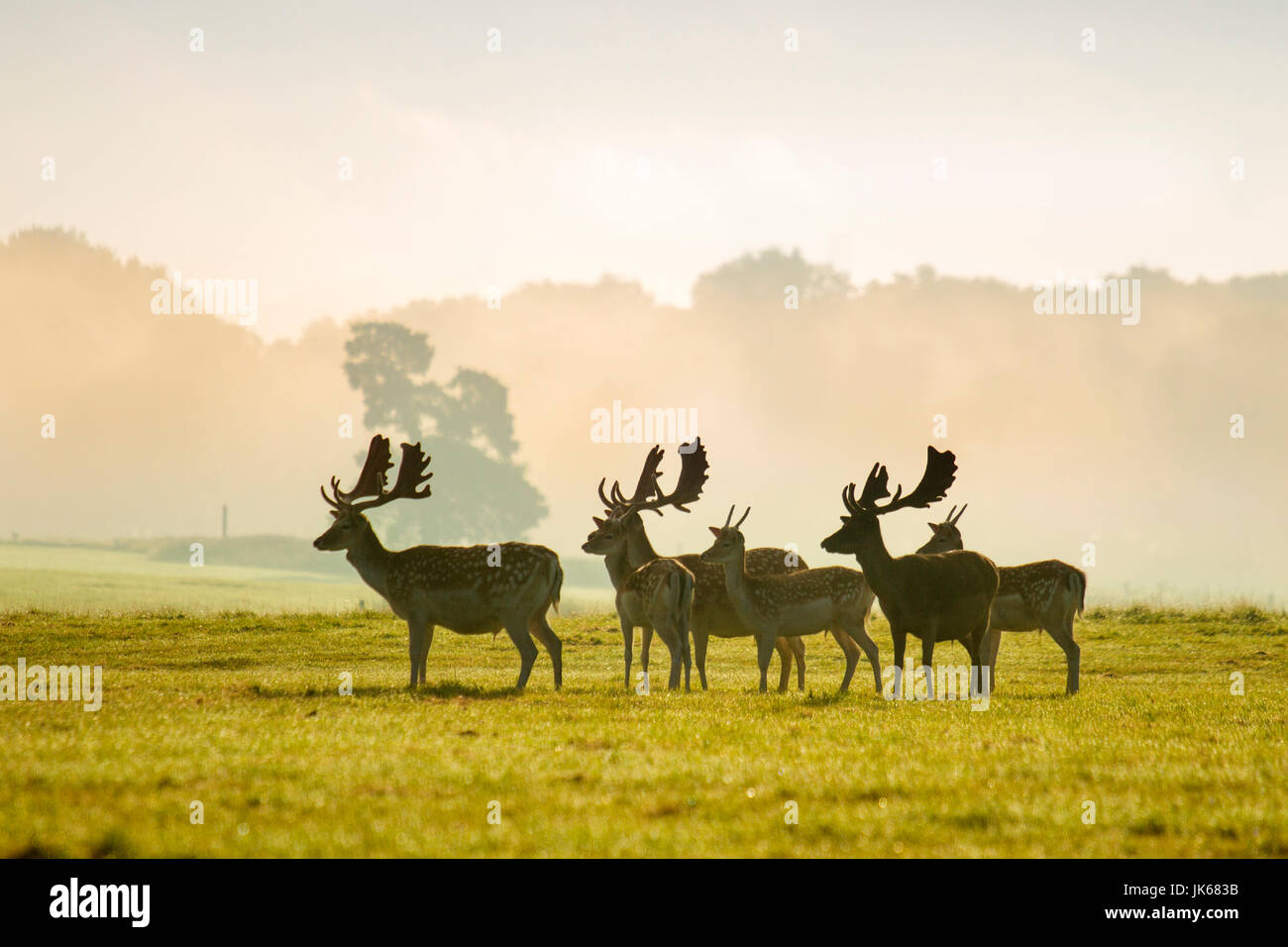 Knutsford Cheshire, UK.   UK Weather. 22nd July, 2017. Elegant Fallow Deer stags prized as ornamental species, warm in the early morning sun after heavy rain in Cheshire. Conditions are expected to improve through the day with long periods of sunshine and the occasional shower. The deer at this time of year carry a full set palmate antlers as they reach peak condition in anticipation of the autumn rut. Fallow deer were first brought to Britain from the western Mediterranean during the Roman period, when they were kept within enclosures known as ‘vivaria’.Credit; MediaWorldImages/Alamy LiveNews Stock Photo