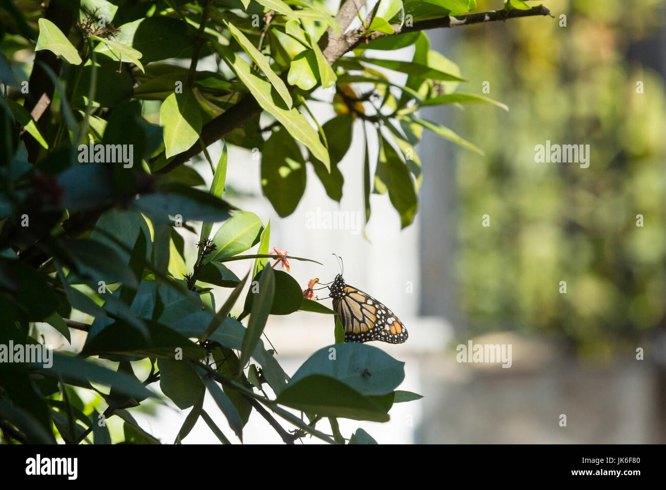 A Southern monarch (Danaus erippus) butterfly enjoys the sunshine while takes a rest on a Ixora plant during sunny afternoon in Asuncion, Paraguay. Stock Photo