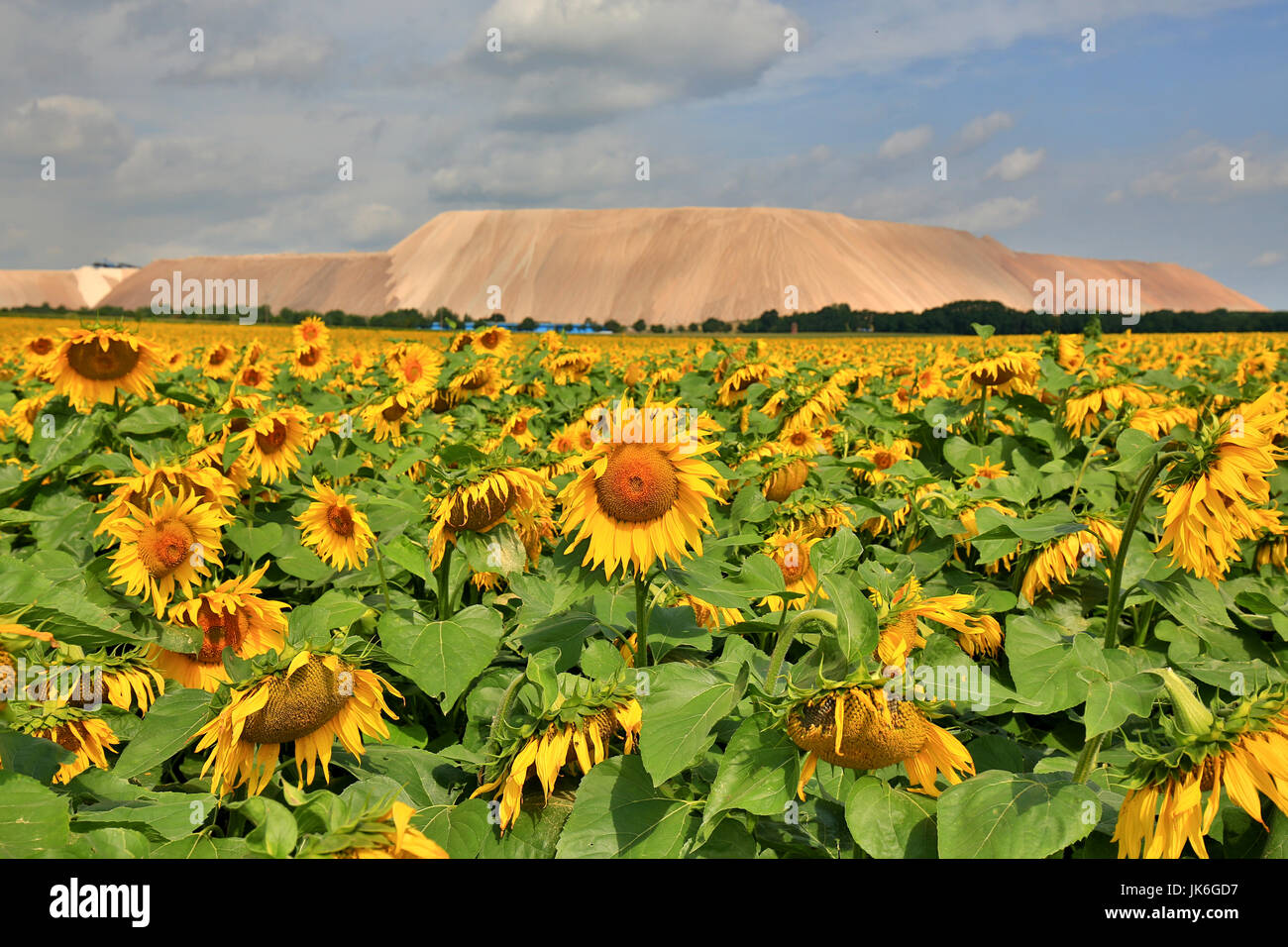 Zielitz, Germany. 20th July, 2017. Sunflowers can be seen blooming while in the background the spoil heap of the company Kali Salz GmbH near Zielitz, Germany, 20 July 2017. The farmers are complaining about both drought and rainfall this year. Photo: Peter Gercke/dpa-Zentralbild/dpa/Alamy Live News Stock Photo