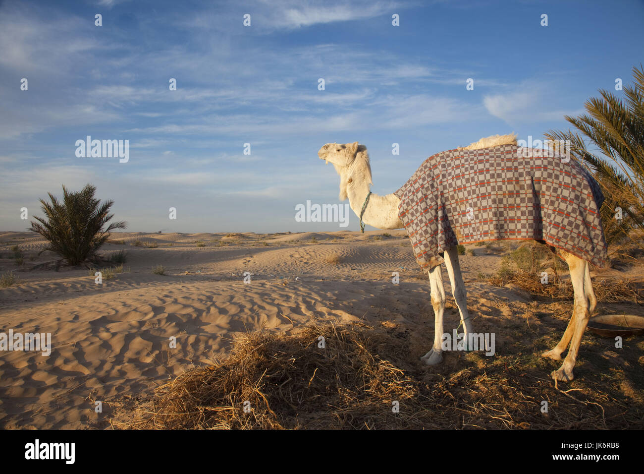Tunisia, Sahara Desert, Douz, Great Dune, camel, dawn Stock Photo
