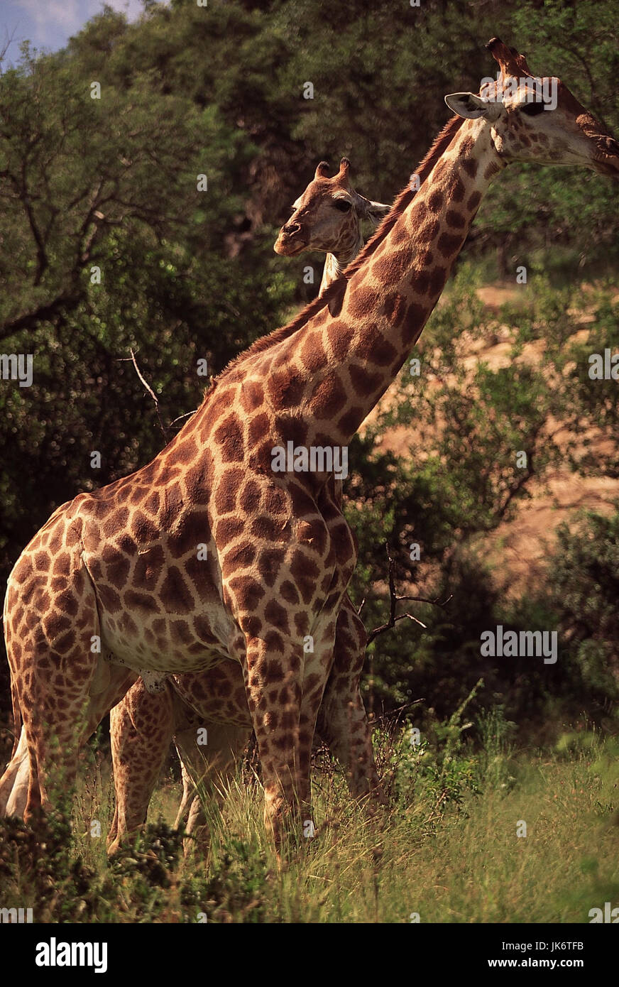 Südafrika, Mpumalanga, Kruger,  Nationalpark, Giraffen, Giraffa camelopardalis Afrika, Wildreservat, Säugetiere, Wildtiere, Paarhufer, Artiodactyla, Giraffen, Giraffidae, Langhalsgiraffen, Steppengiraffen, Wiederkäuer, zwei, neugierig, interessiert Stock Photo