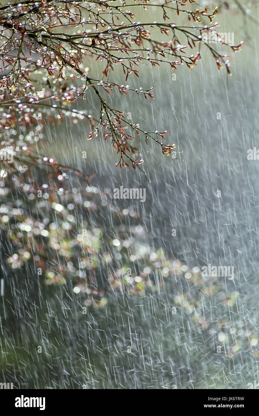 Japan, Kyoto, Baum, Ast, Detail, Regen  Inselstaat, Ostasien, Pflanze, Wasser, Regenwetter, Wetter, Witterung, nass, außen Stock Photo