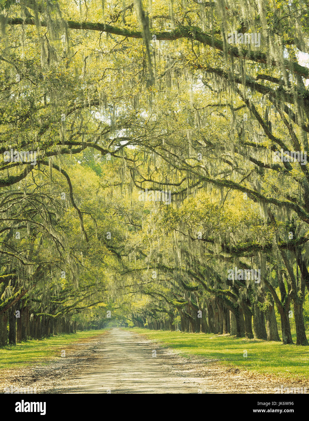 Spanisches moos tillandsia usneoides hires stock photography and