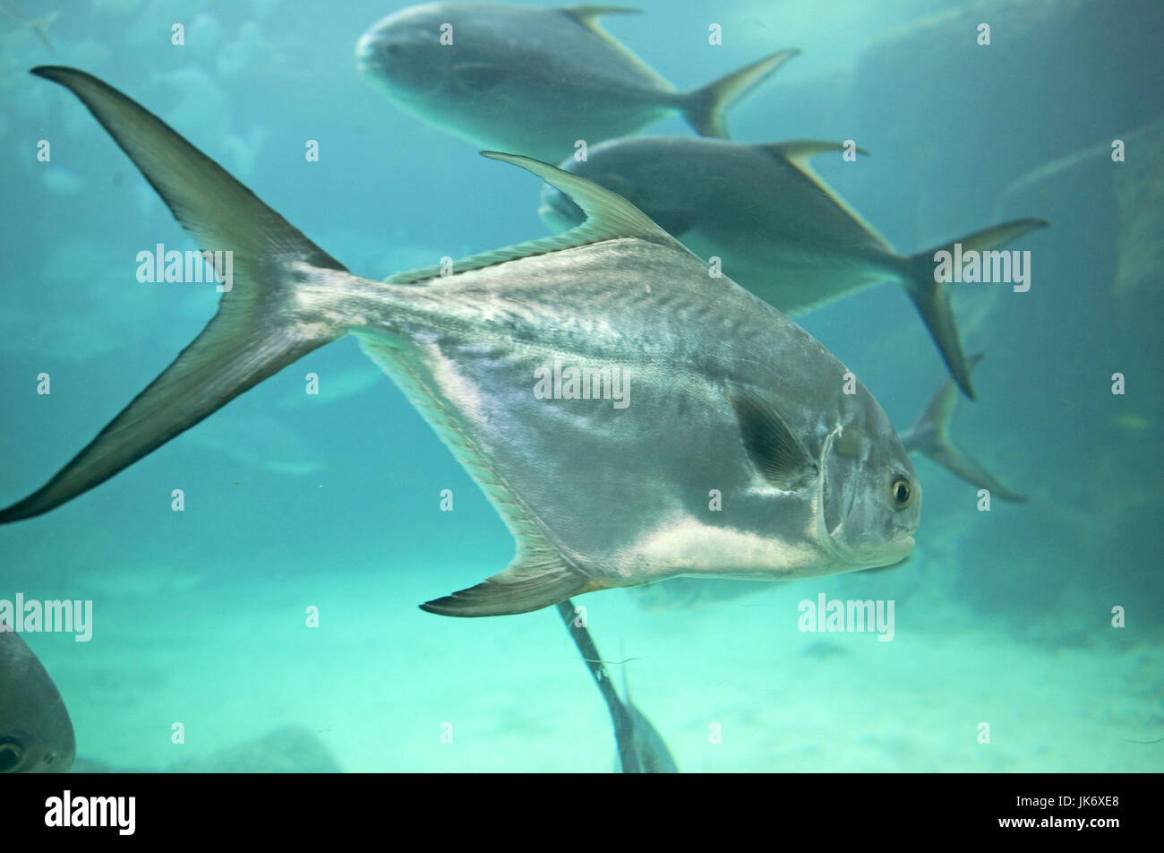 Aquarium, Fische, tropisch, Unterwasser Stock Photo