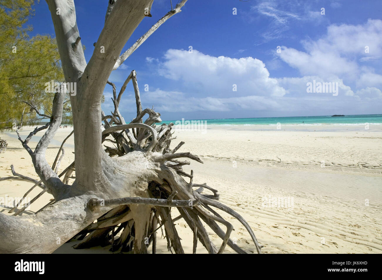 Karibik, Bahamas, Traumstrand, leer, Baumwurzeln Stock Photo