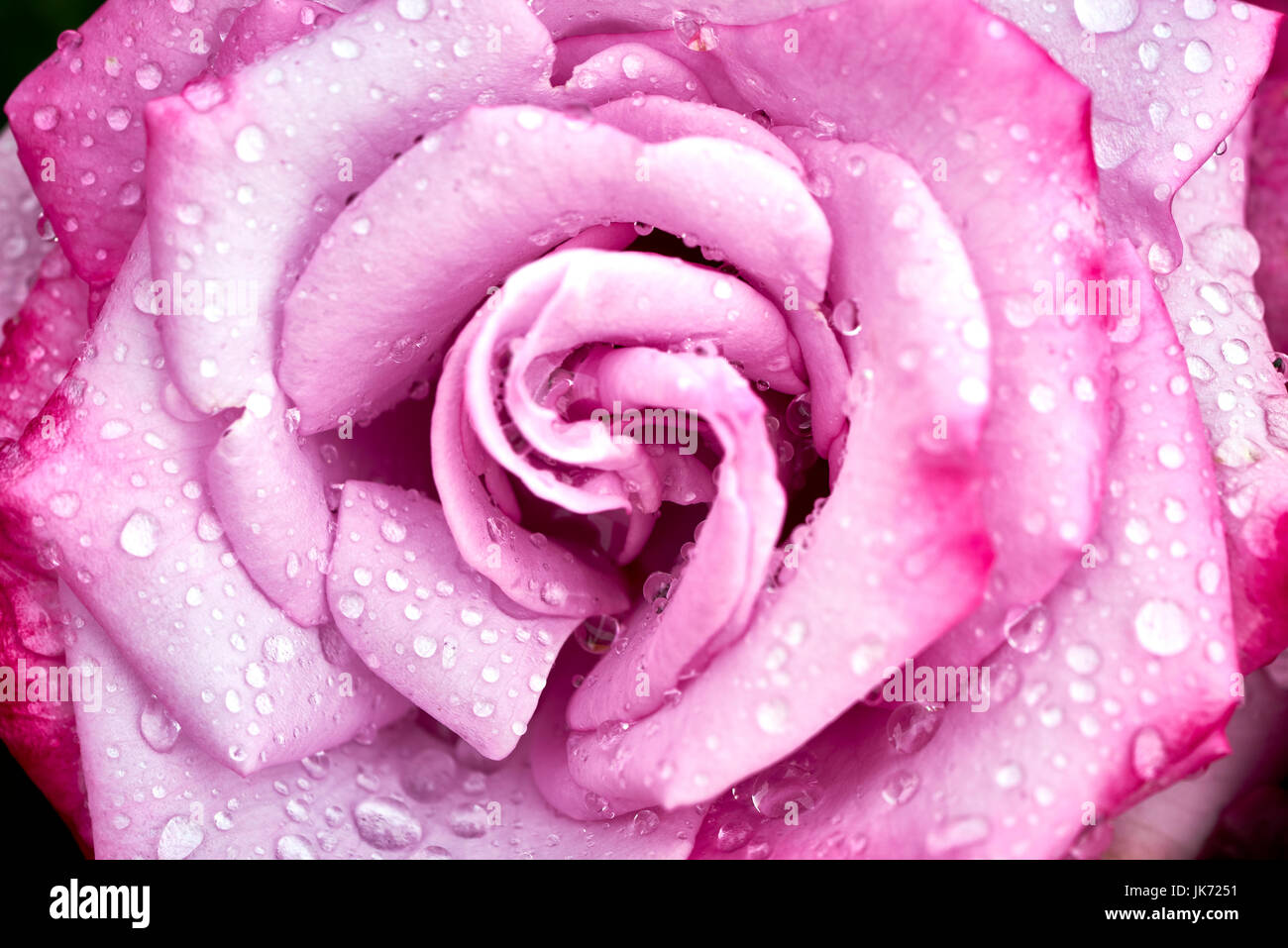 macro photograph of red rose after a scarce rain in Southern California Stock Photo