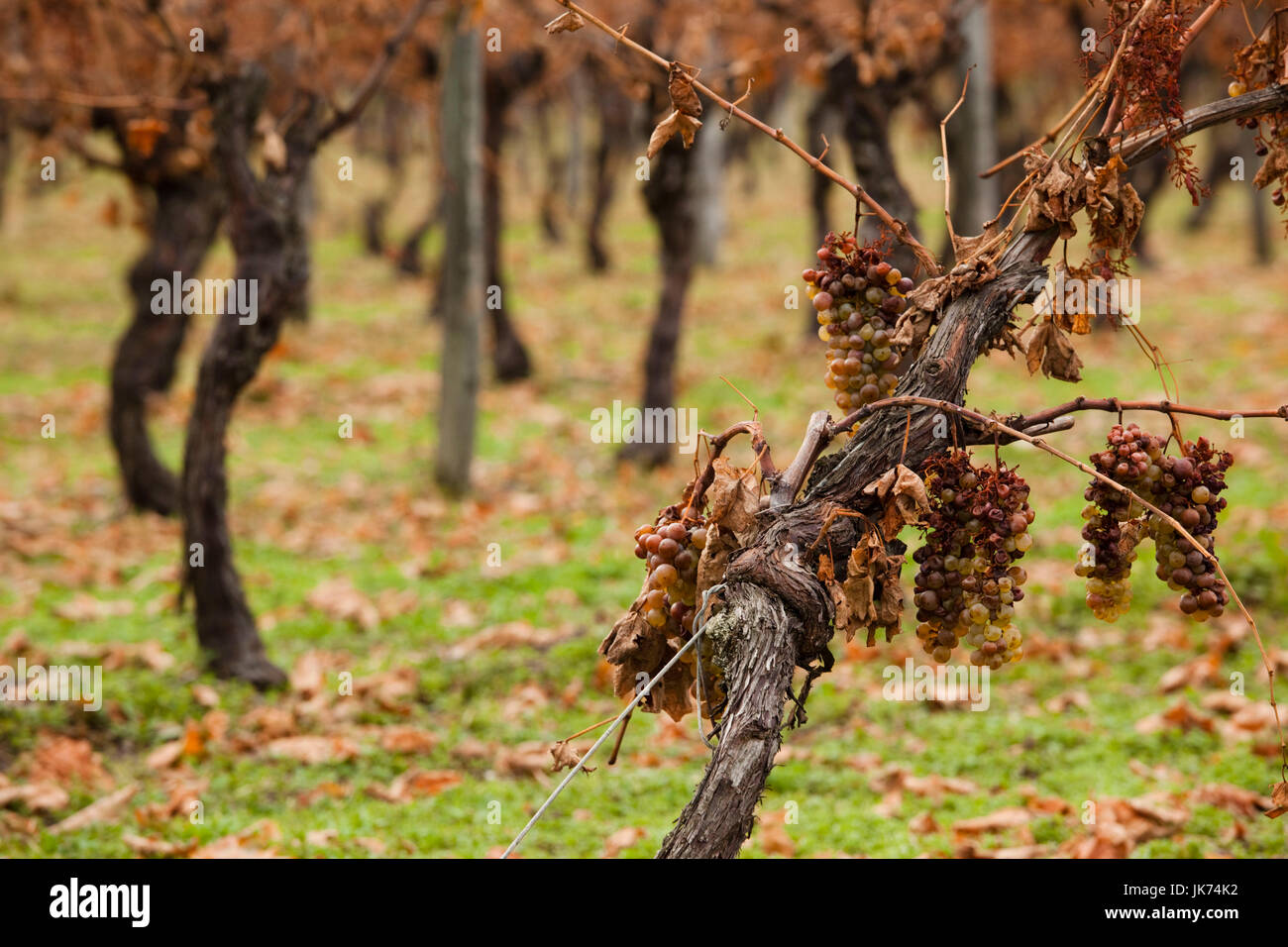 France, Poitou-Charentes Region, Charente Department, Cognac, vineyard, late autumn Stock Photo