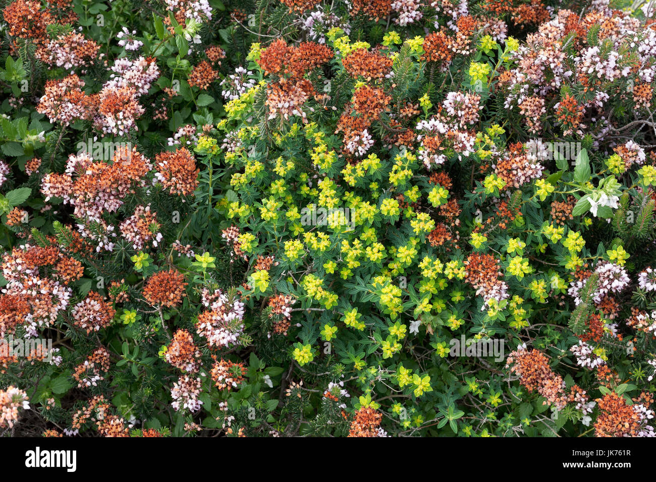 Heather vegetation with Mediterranean Heather (Erica multiflora) and Euphorbiaceae, Malta Stock Photo