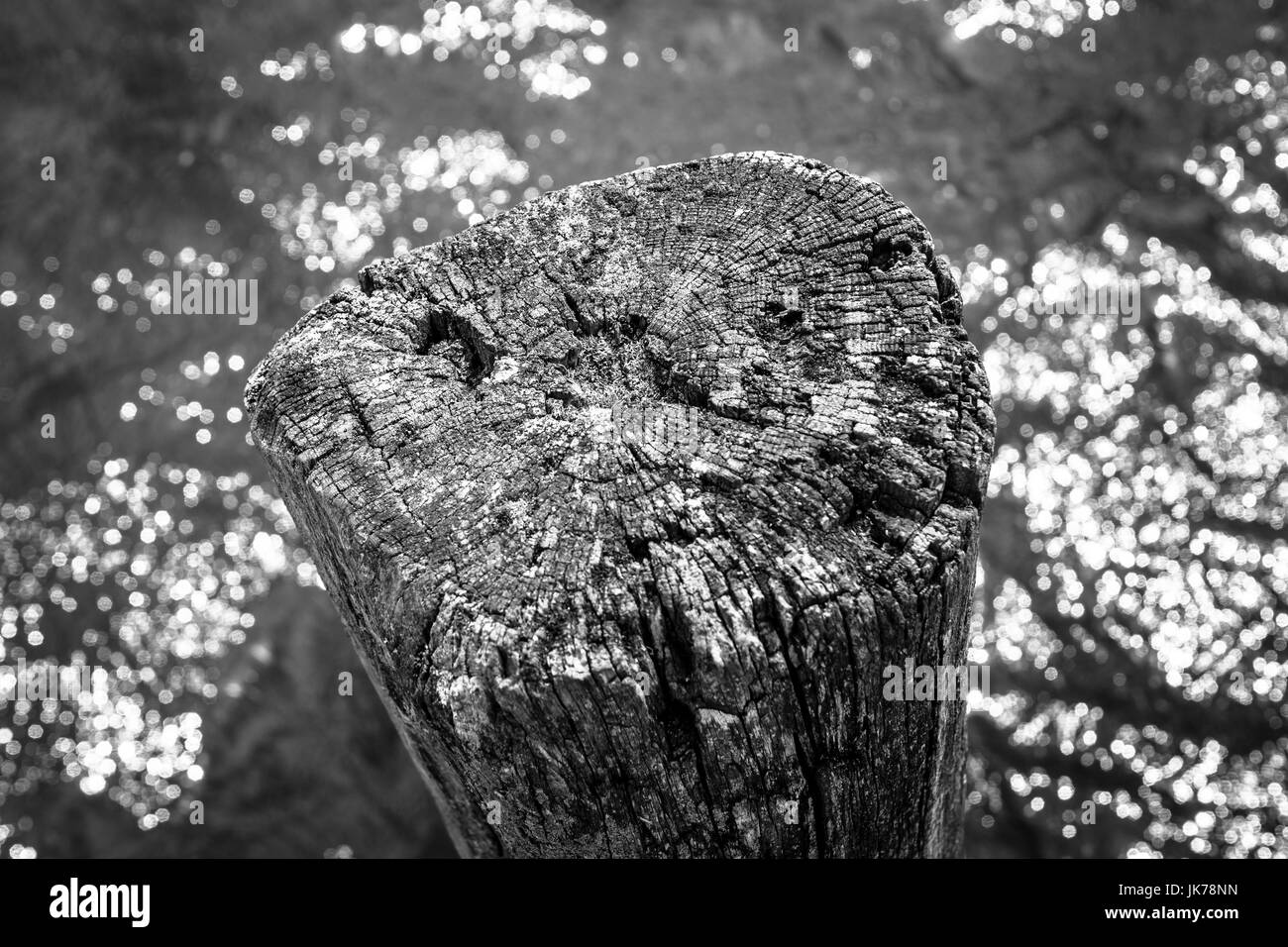 The old stump sticks out of the water. Background. Black and white. Stock Photo