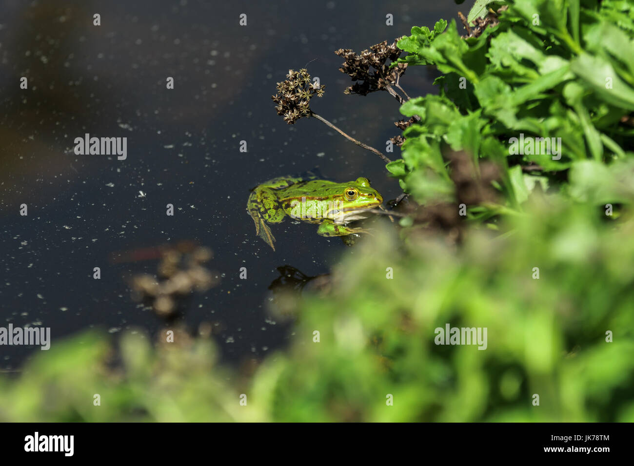 The marsh frog (Pelophylax ridibundus) floats in the water. Stock Photo