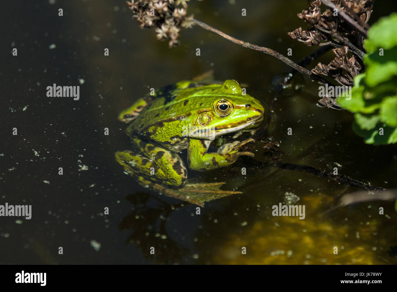 The marsh frog (Pelophylax ridibundus) floats in the water. Stock Photo