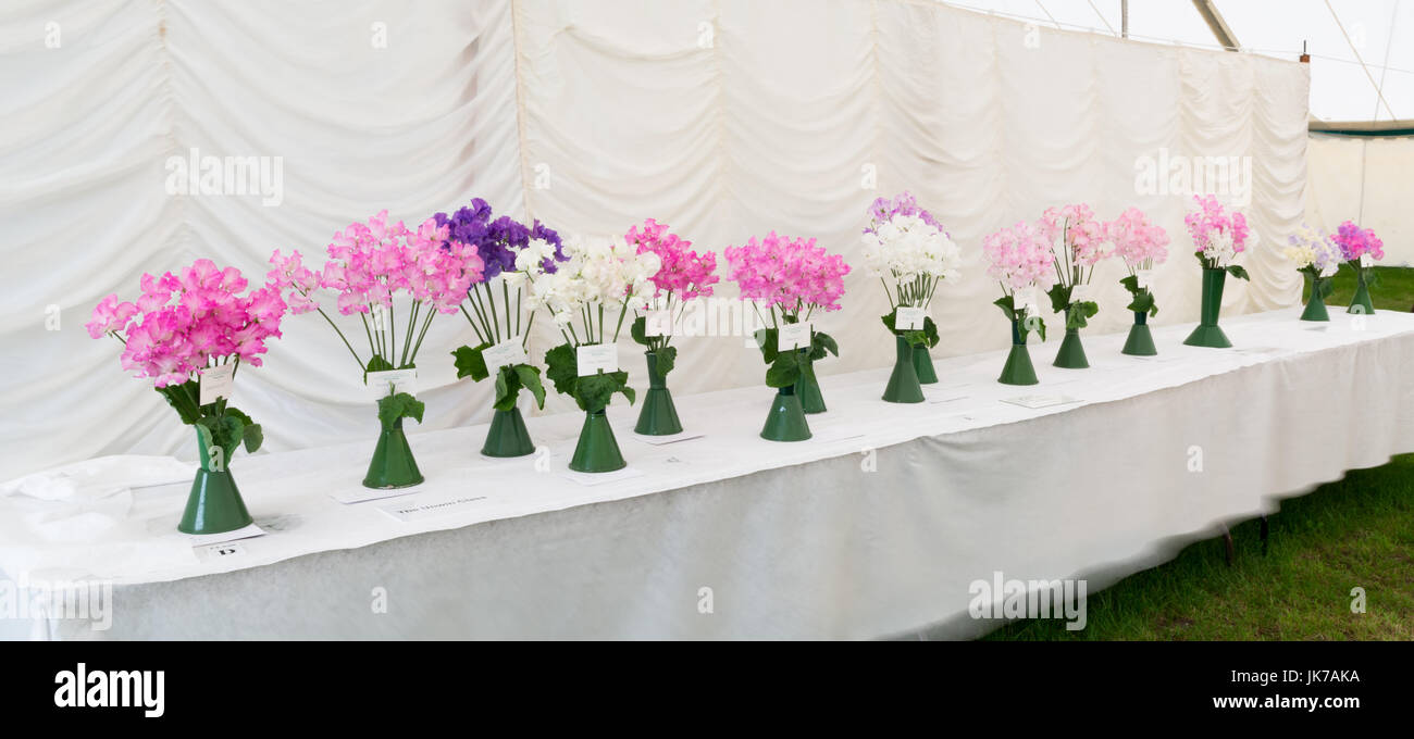 Vases of Spencer Sweet Peas at a flower show Stock Photo Alamy