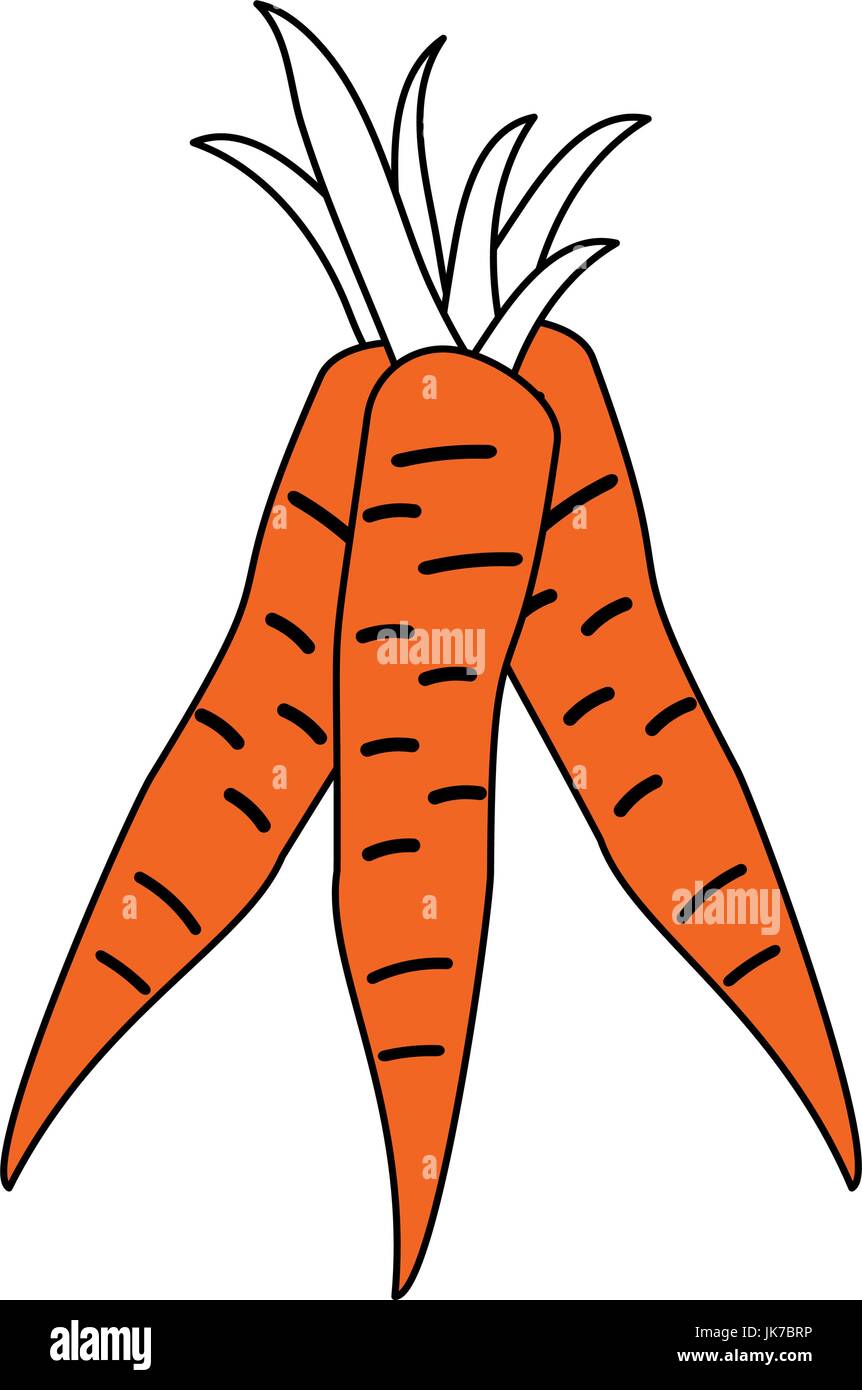 carrots vector illustration Stock Vector Image & Art - Alamy