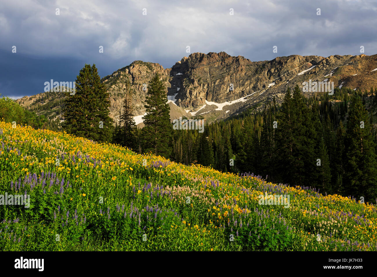 This is a view of a mountain named Devil's Castle in the Albion Basin area of Alta, Utah, USA.  This view looks south across a wildflower display. Stock Photo