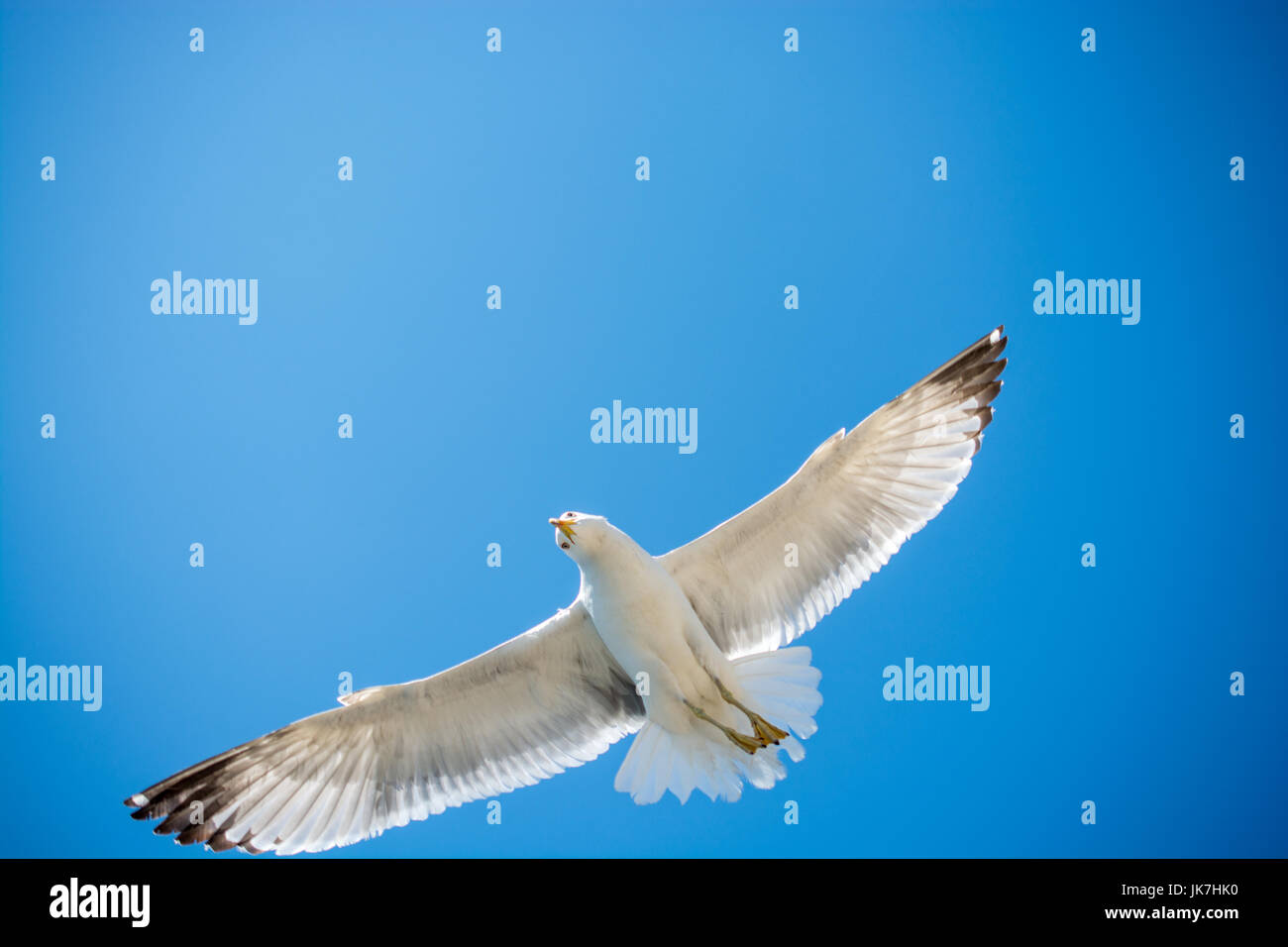 Single seagull flying in a blue sky as a background Stock Photo - Alamy
