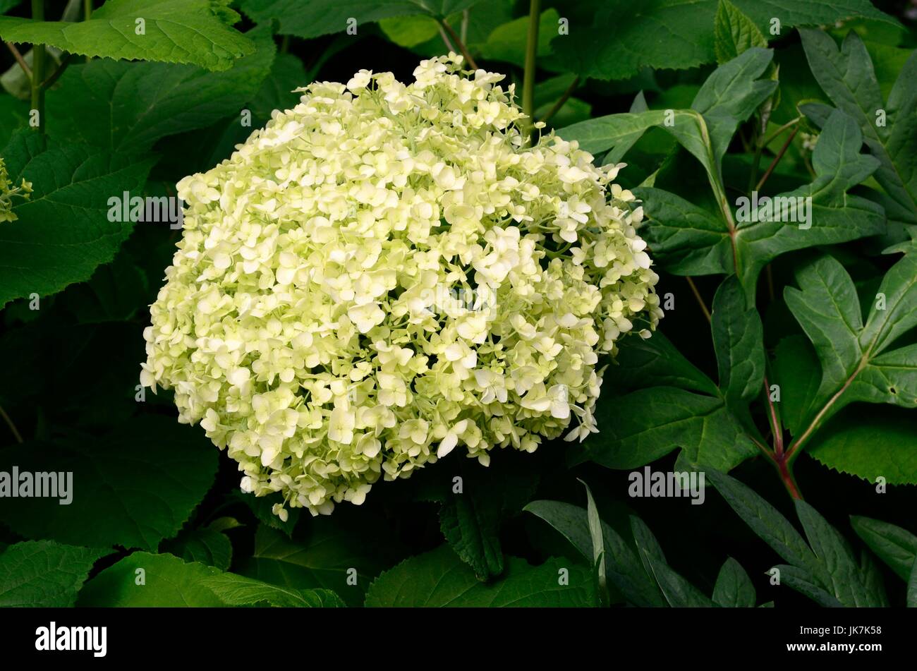 Hydrangea arborescens Annabelle large white  flower  in summer turning to green in autumn Stock Photo