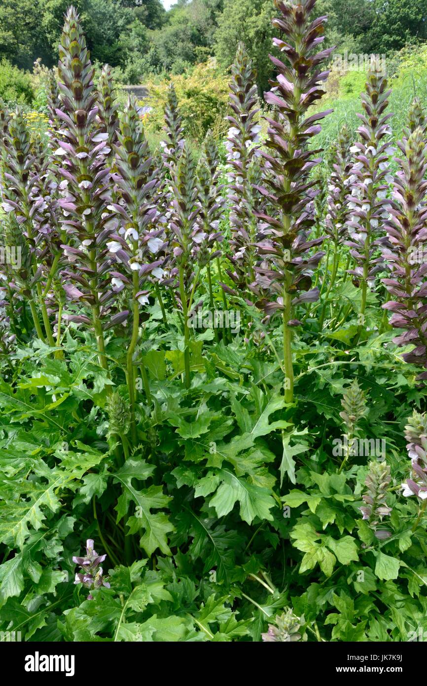 Acanthus spinosus or bears breaches flowers Stock Photo