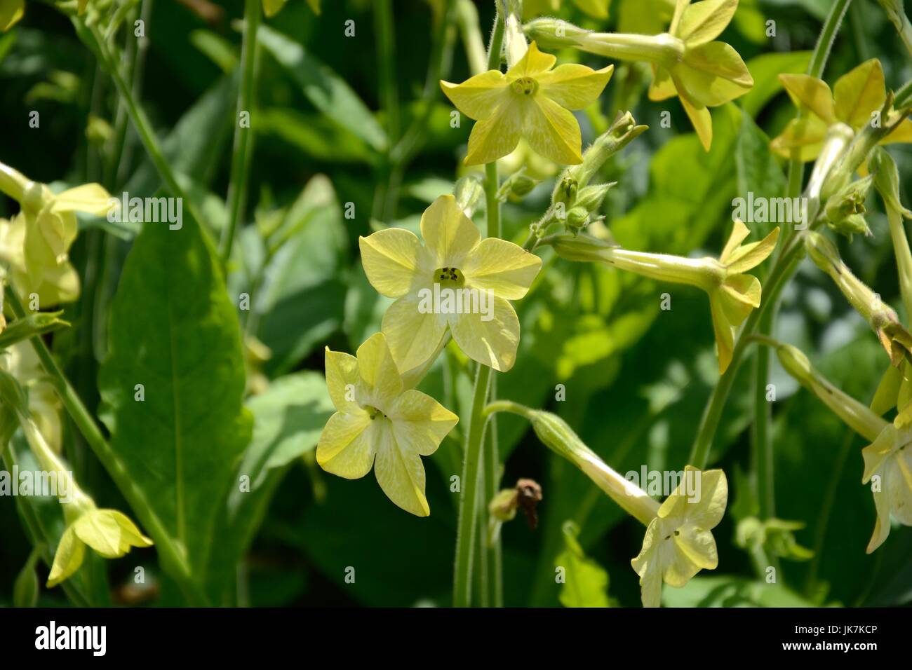Nicotiana alta Lime Green flowers Tobacco Plant Tobacco flower Stock Photo