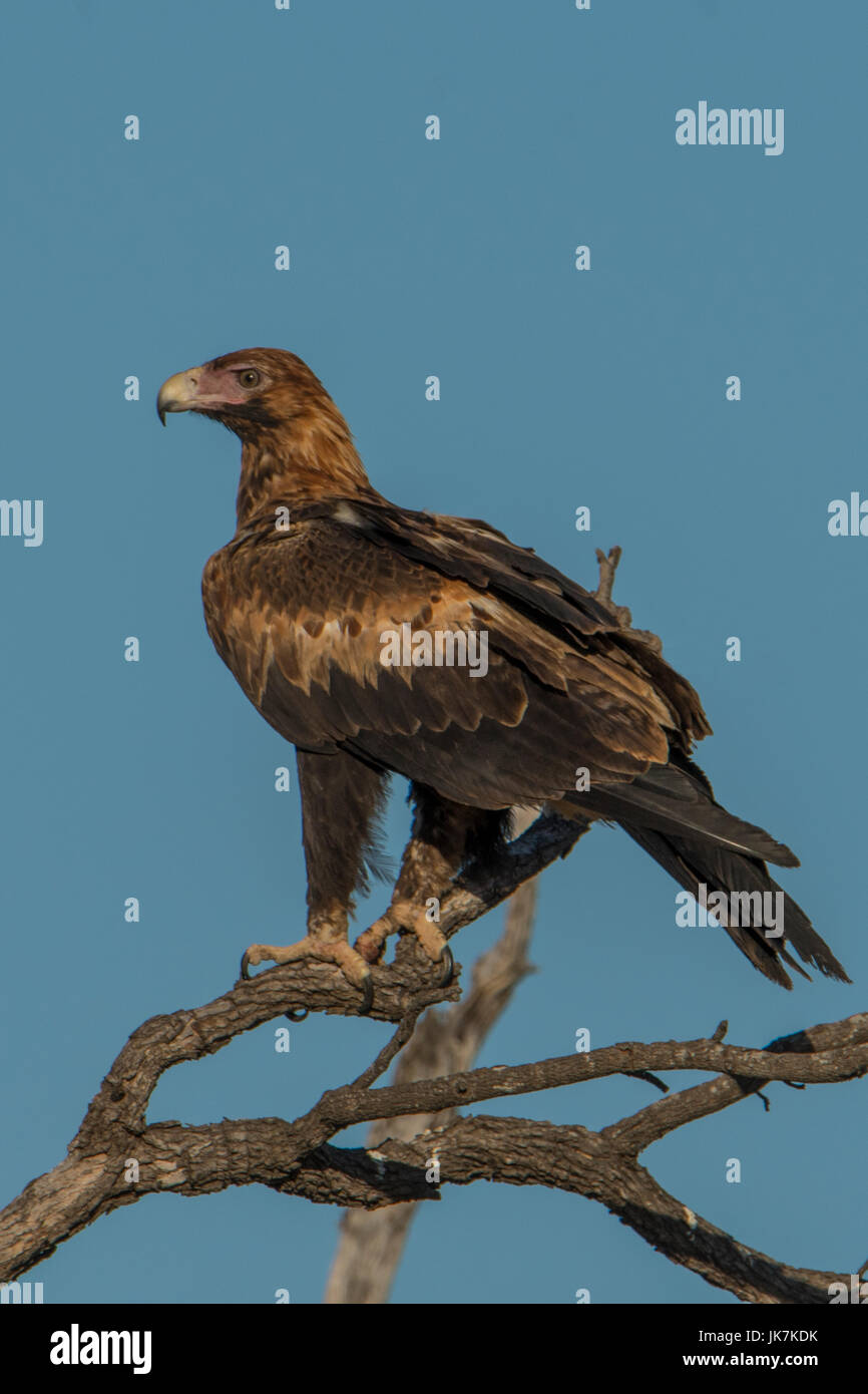Wedge tailed eagle australia hi-res stock photography and images - Alamy