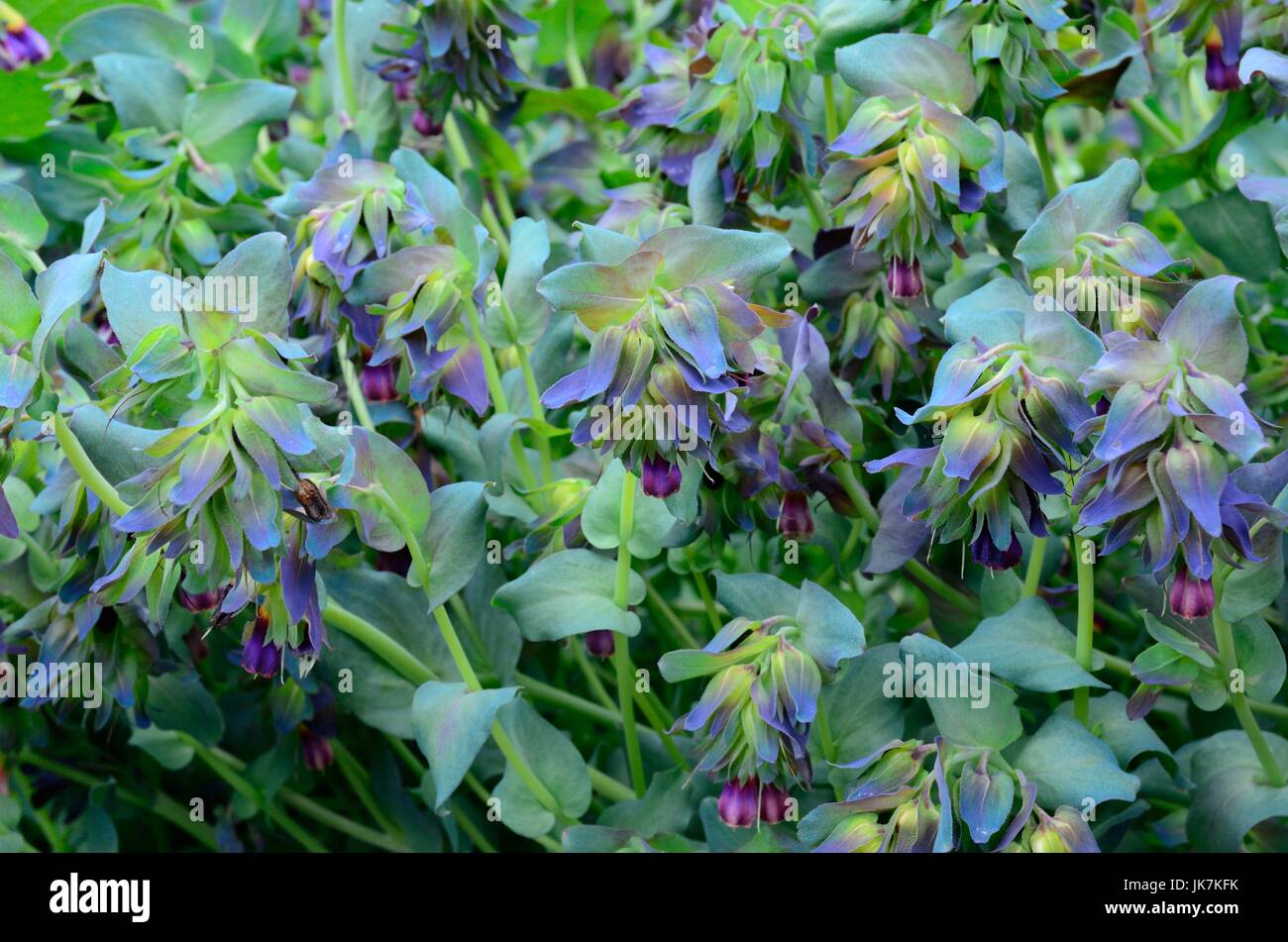 Cerinthe major Pururascens honeywort flowers Stock Photo