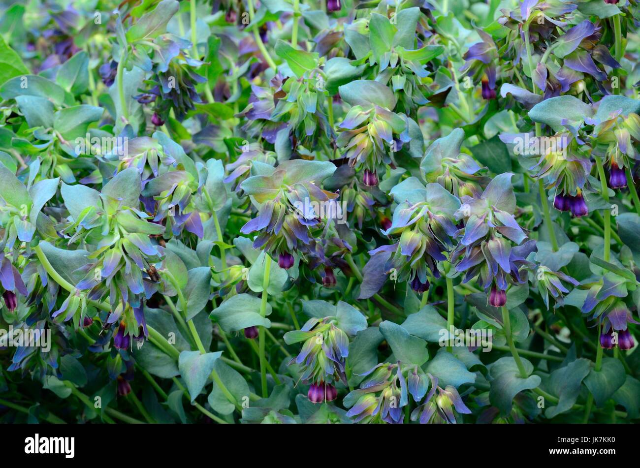 Cerinthe major Pururascens honeywort flowers Stock Photo