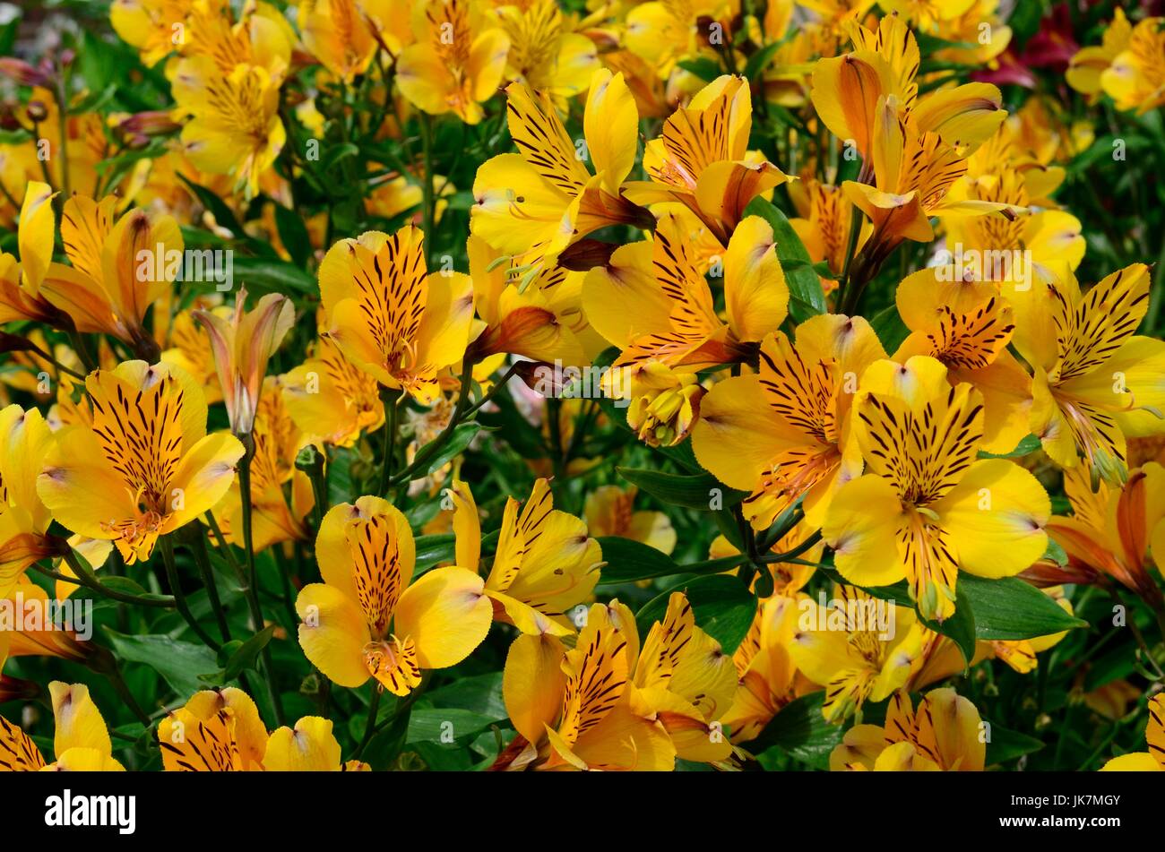 Alstroemeria golden Delight  flowers Peruvian Lily Lily of the Incas Stock Photo