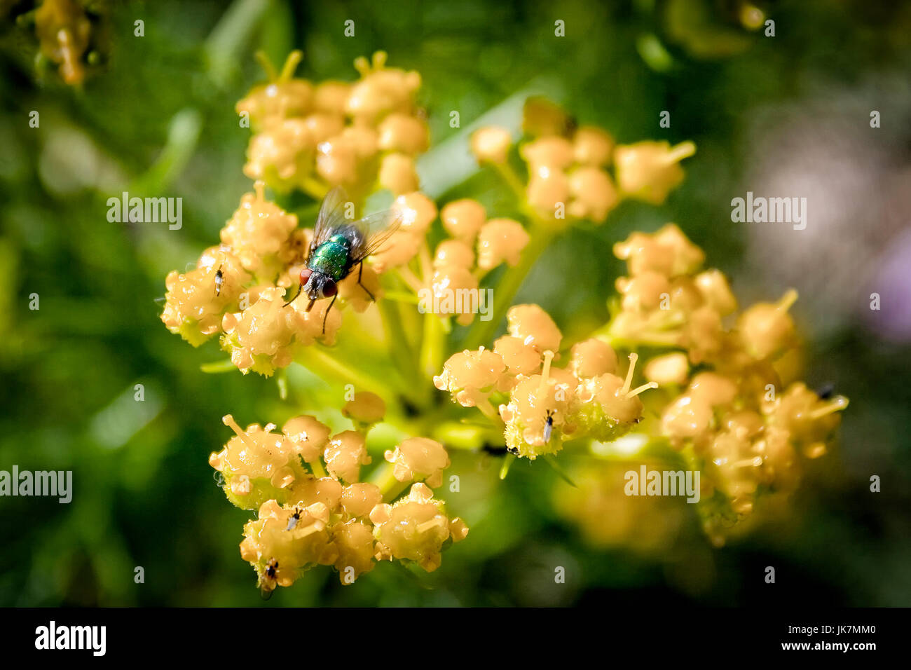 Green fly on a yellow flower Stock Photo