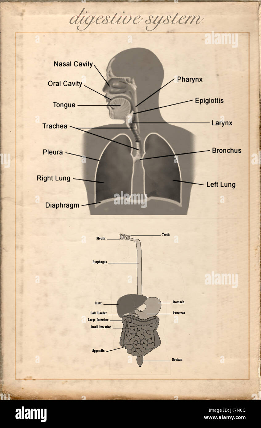 Old sheet vintage of the digestive system Stock Photo