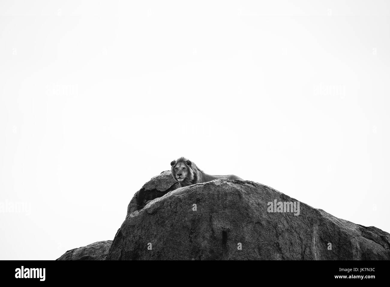 Male Lion brought to attention in his kingdom, Serengeti, Tanzania Stock Photo