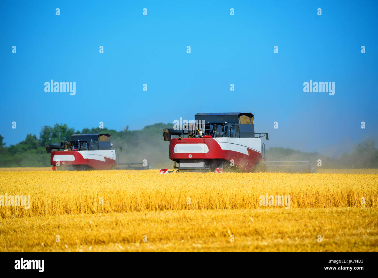 Grain harvesting combines work in wheat field Stock Photo Alamy